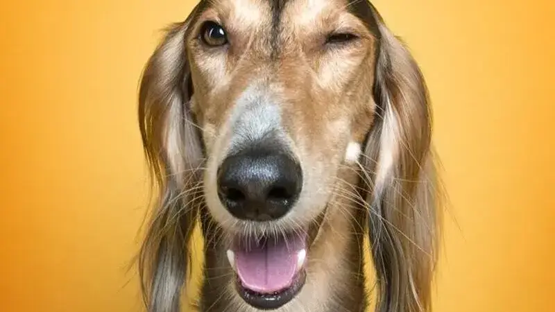 ritratti di cani