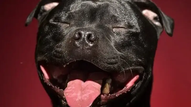 ritratti di cani