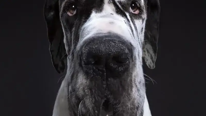 ritratti di cani