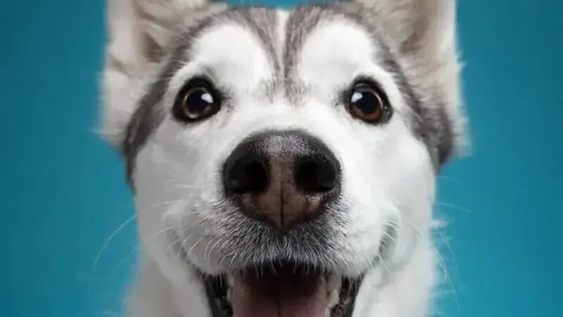 ritratti di cani