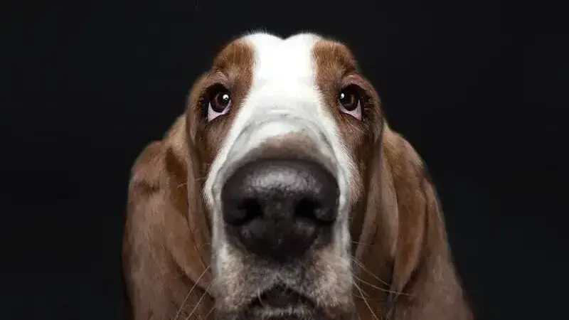 ritratti di cani