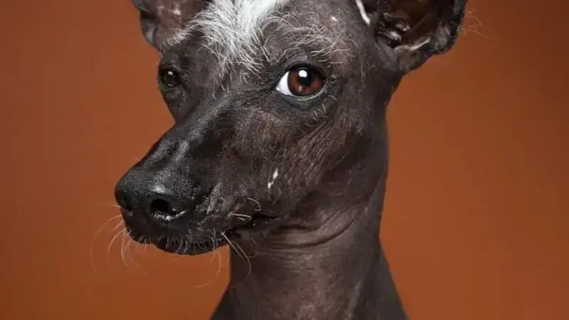 ritratti di cani