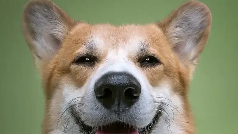 ritratti di cani