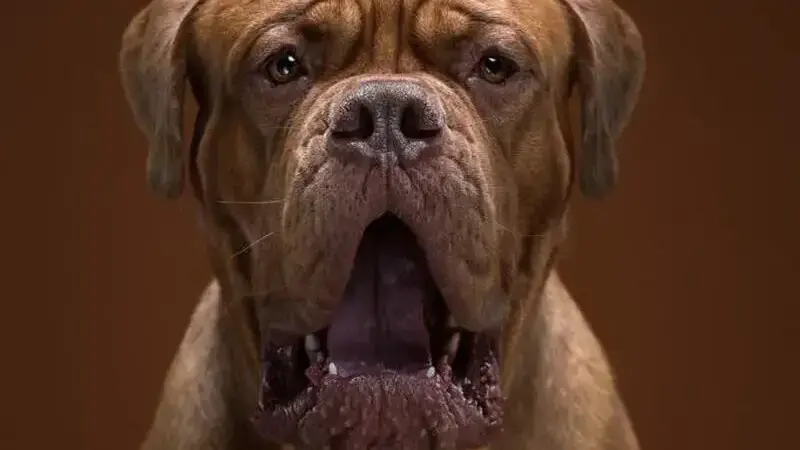 ritratti di cani
