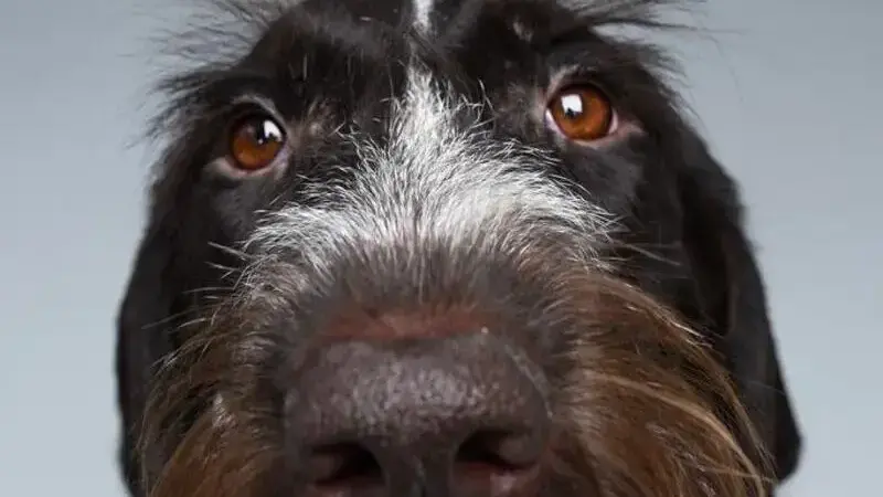ritratti di cani