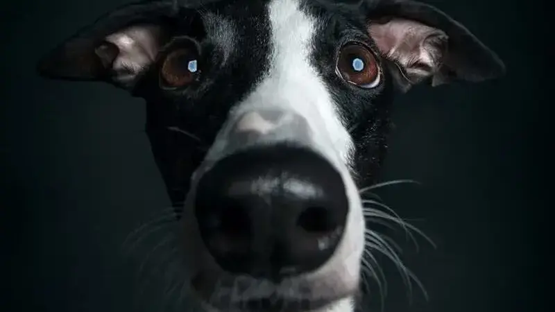 ritratti di cani