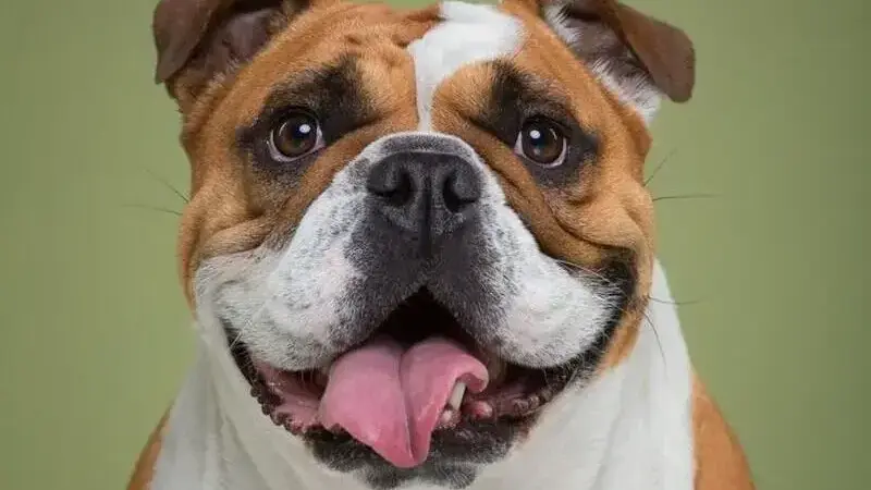 ritratti di cani