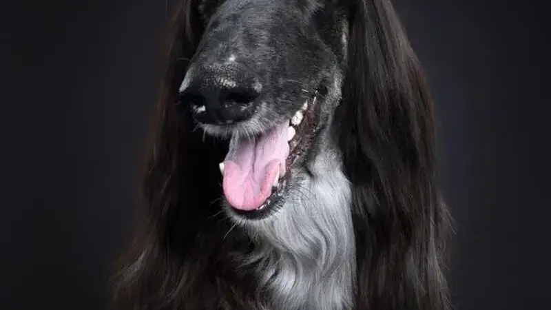 ritratti di cani