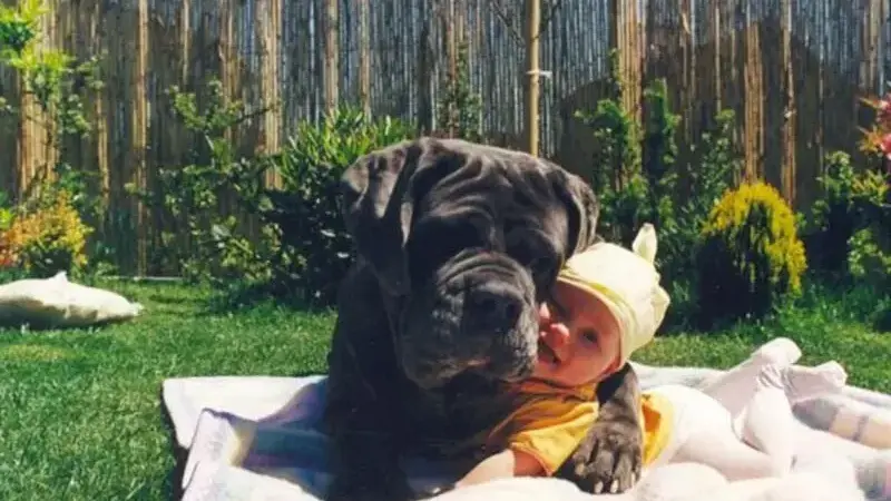cani giganti
