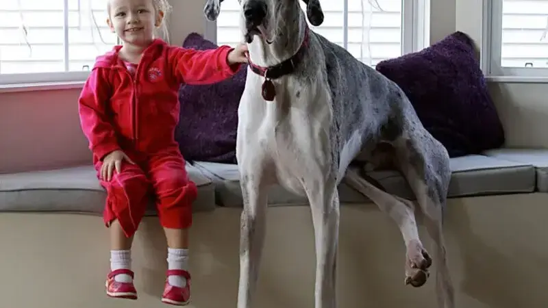 cani giganti