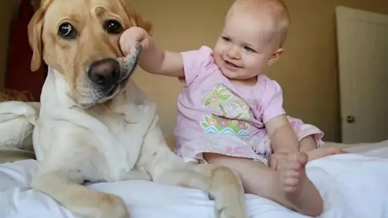 cani giganti