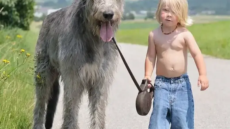 cani giganti
