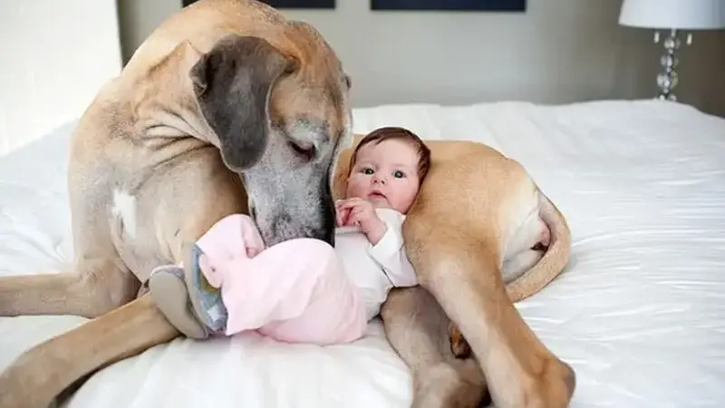 cani giganti