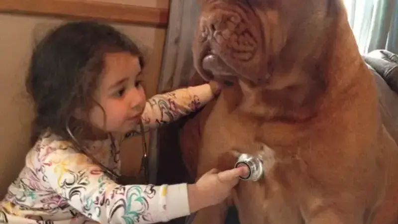 cani giganti