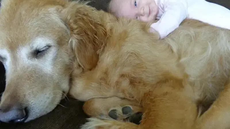 cani giganti