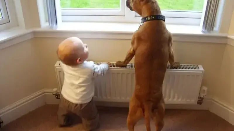 cani giganti