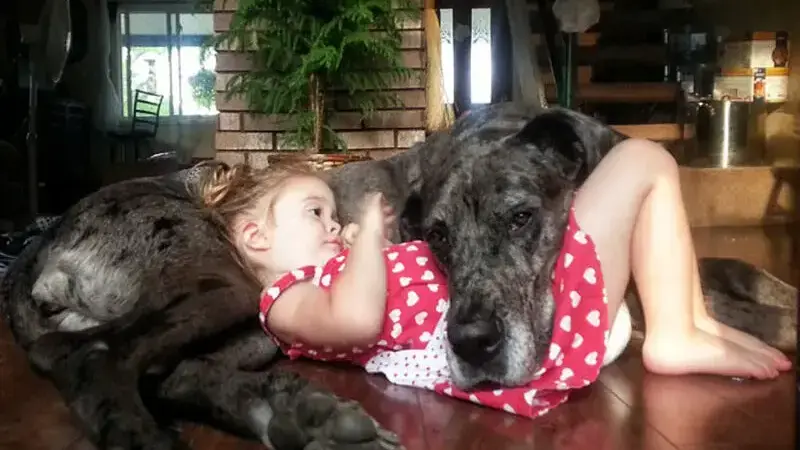 cani giganti