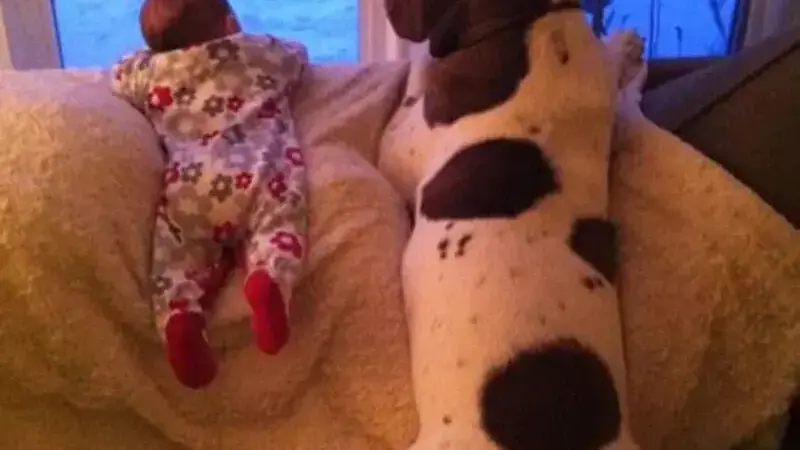 cani giganti