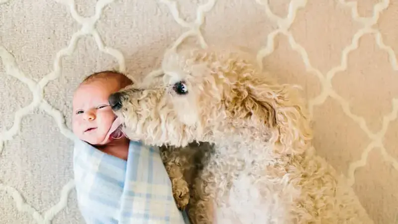 cani giganti