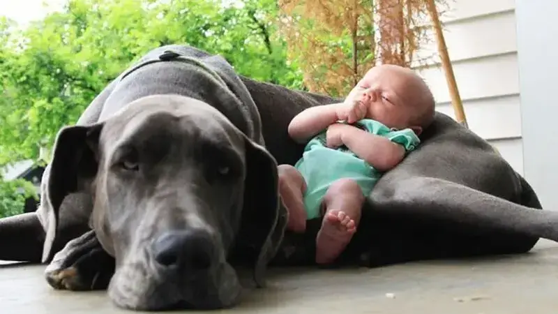 cani giganti