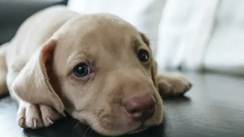 cucciolo-di-cane