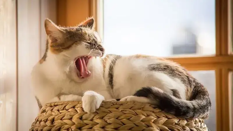 adozione gatto