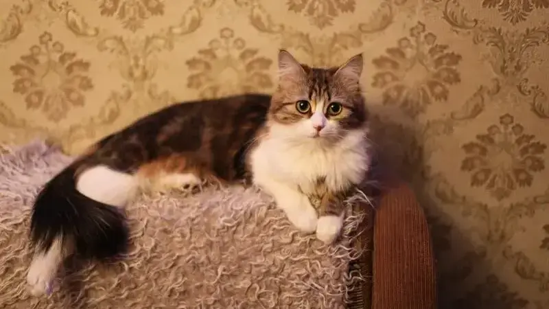 primo gatto