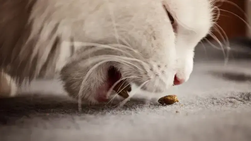 alimentazione gatto