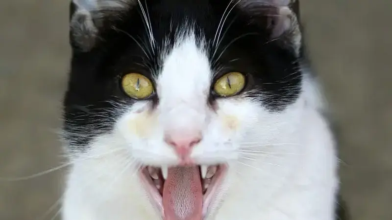 alito_cattivo_gatto