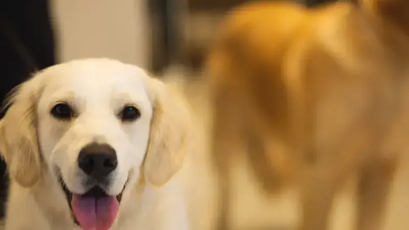 alitosi cane