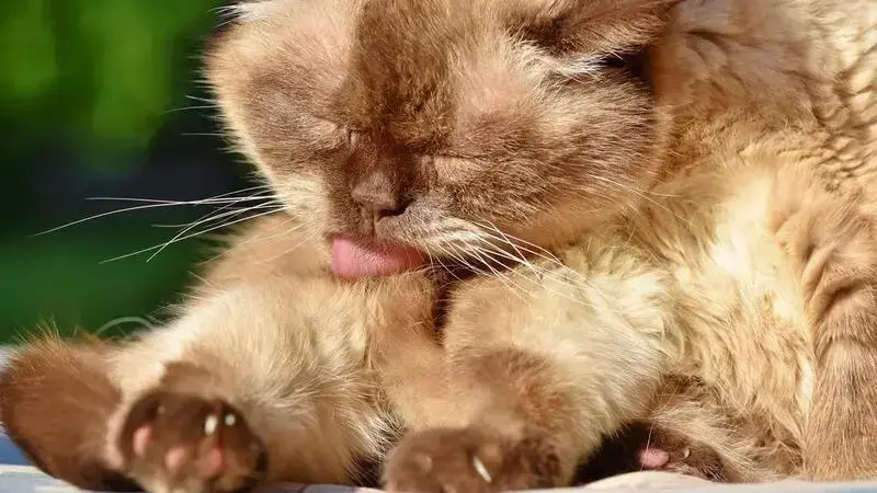 alopecia gatto