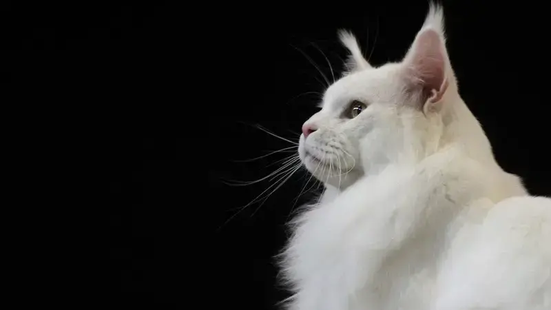 alopecia gatto