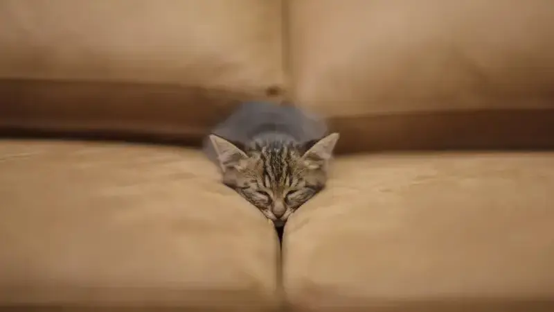 anemia gatto
