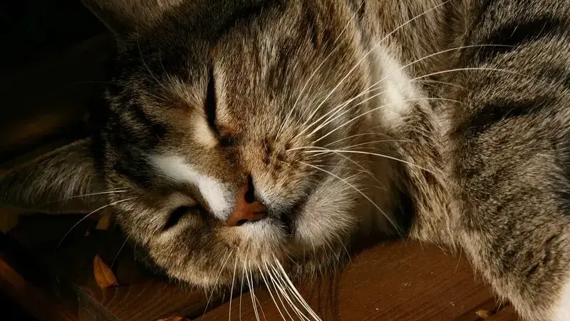 Asma felina