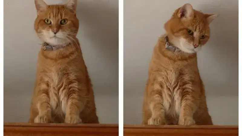 atassia gatto