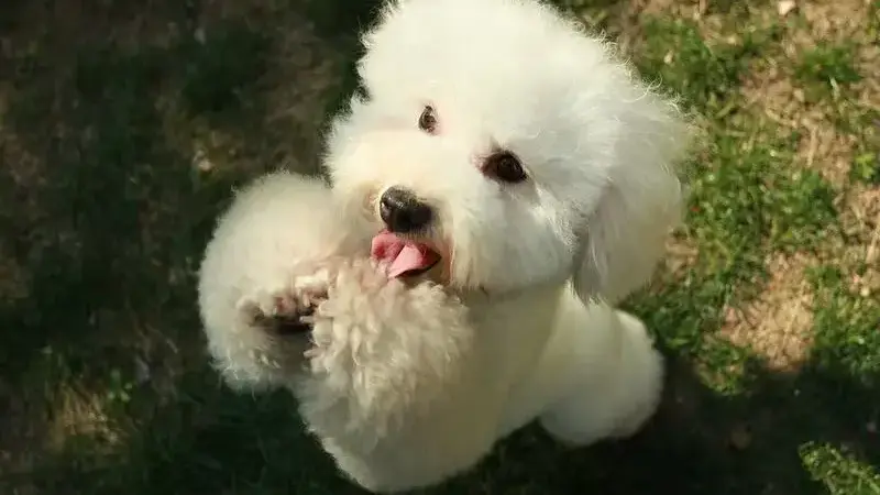 cane barboncino
