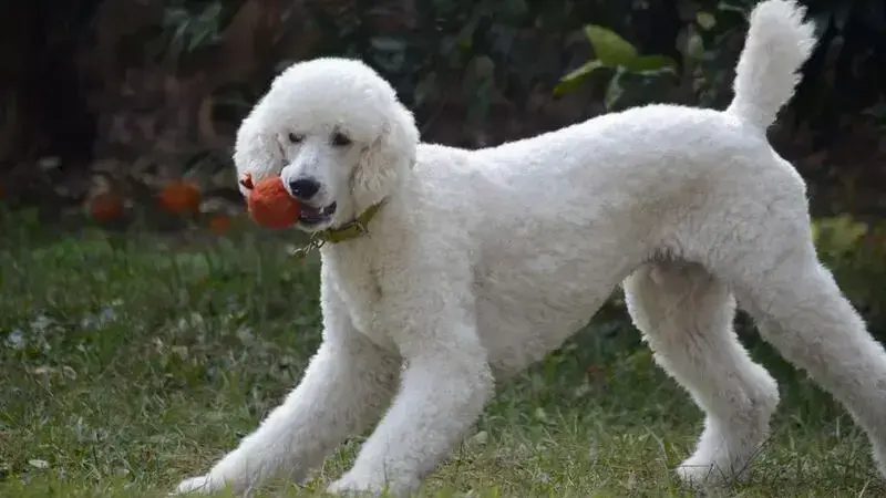 Barbone 1