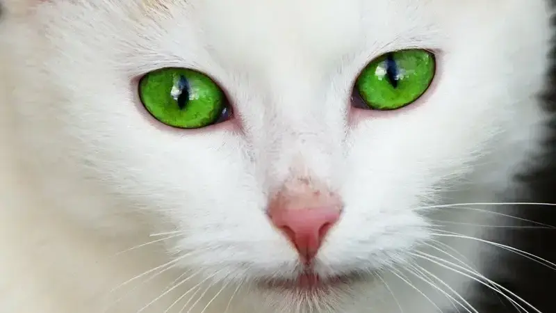 Blefarite nel gatto