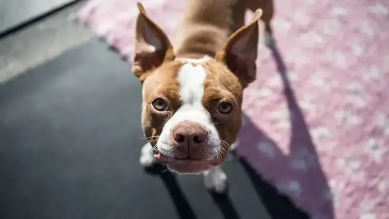 boston-terrier- (2)
