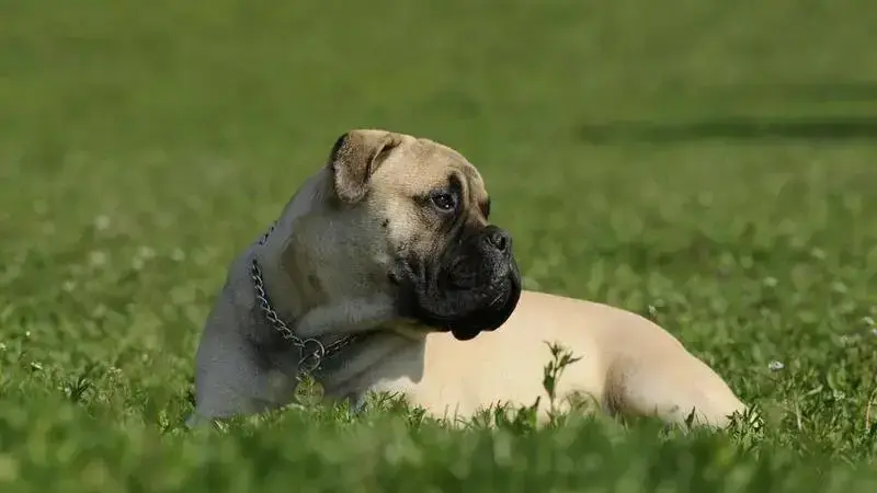 bullmastiff-2062811_1920-min