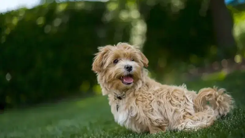 maltipoo