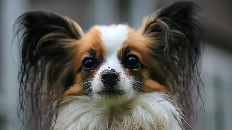 papillon
