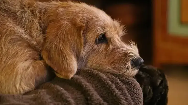 dog-1771695_640-min