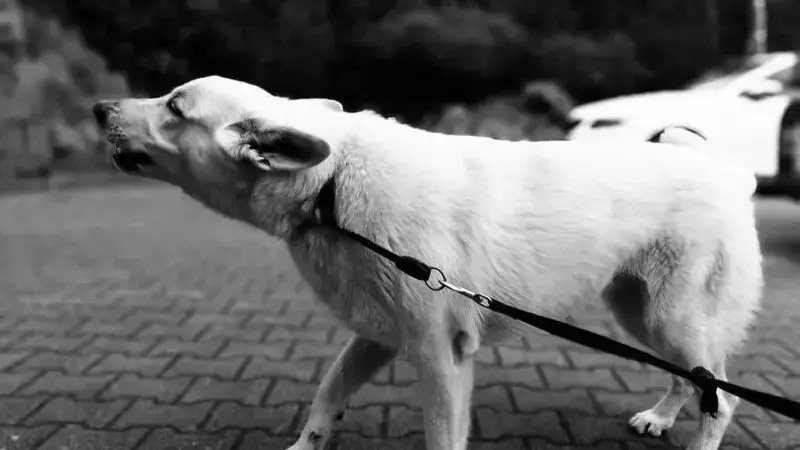 cane aggressivo con altri cani