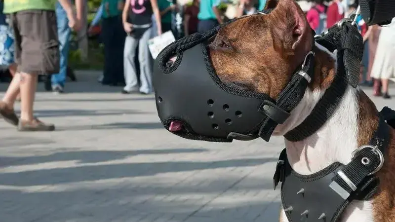 dog-545837_1920-min