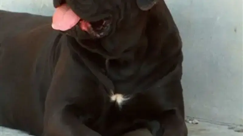 Cane_Corso_Italiano