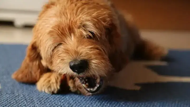 dog-2771274_640-min