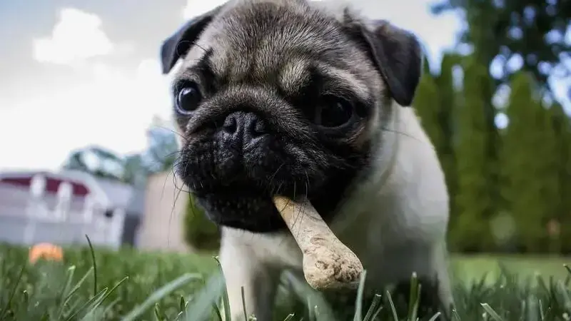 puppy-1502565_1920-min