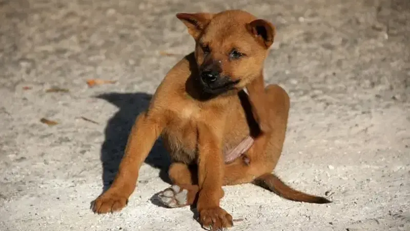dog-1559746_640