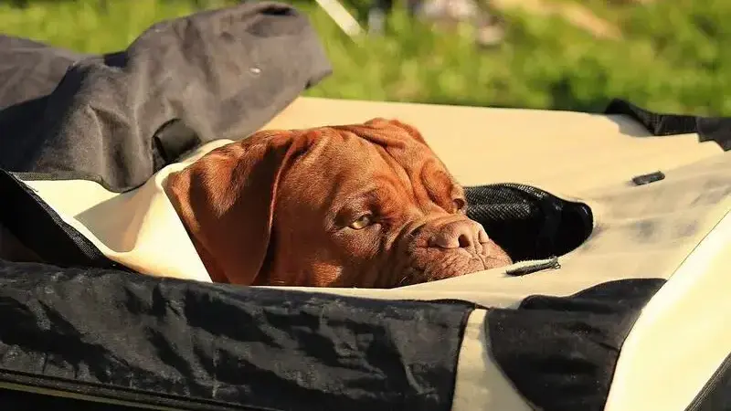 cane che vomita